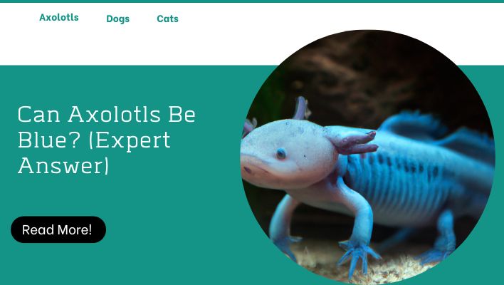 Can Axolotls Be Blue? (Expert Answer)