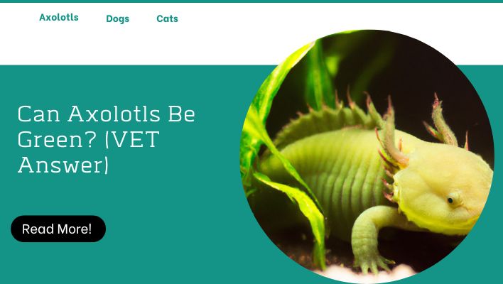 Can Axolotls Be Green? (VET Answer) | Unified Pets
