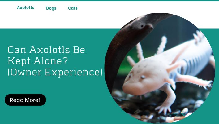 Can Axolotls Be Kept Alone? (Owner Experience)