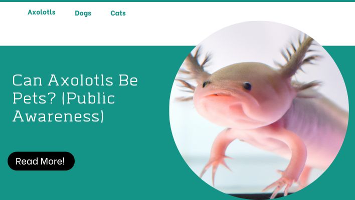 Can Axolotls Be Pets? (Public Awareness)