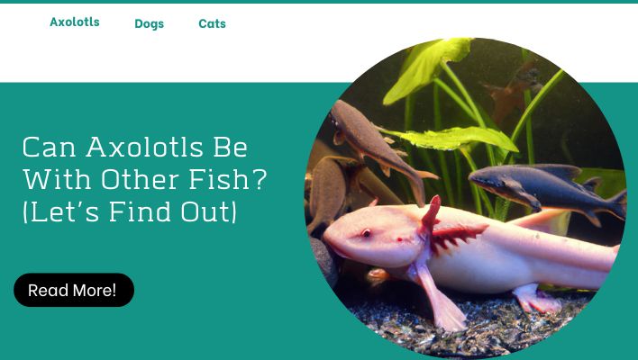 Can Axolotls Be With Other Fish? (Let’s Find Out)