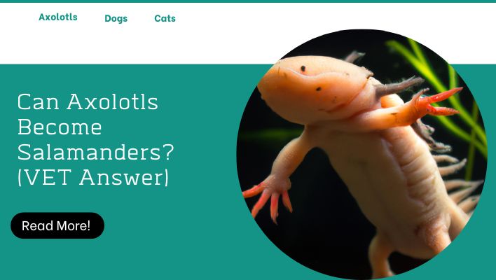 Can Axolotls Become Salamanders? (VET Answer)