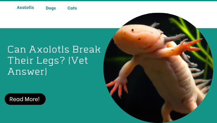 Can Axolotls Break Their Legs? (Vet Answer)