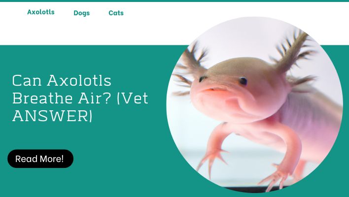 Can Axolotls Breathe Air? (Vet ANSWER)