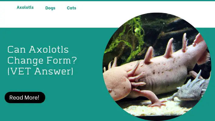 Can Axolotls Change Form? (VET Answer)