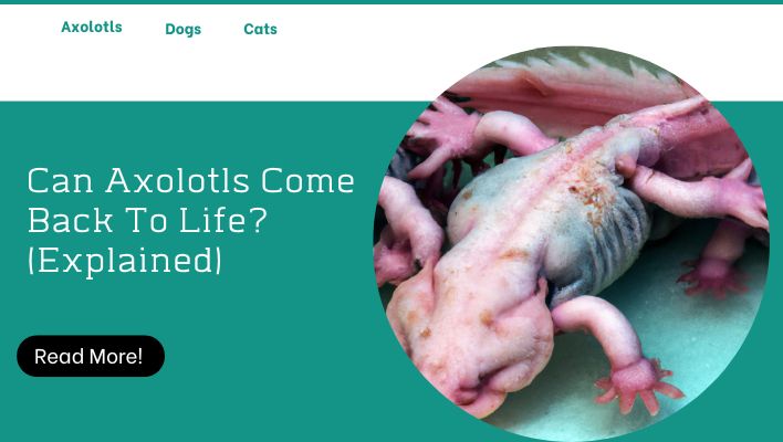 Can Axolotls Come Back To Life? (Explained)