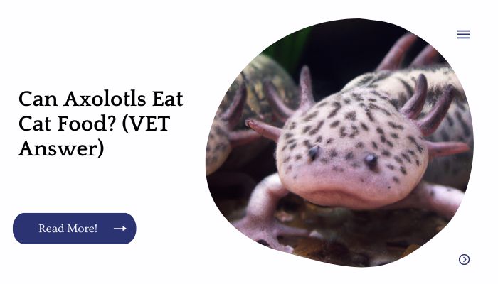 Can Axolotls Eat Cat Food? (VET Answer)