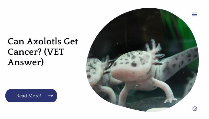 Can Axolotls Get Cancer? (VET Answer)