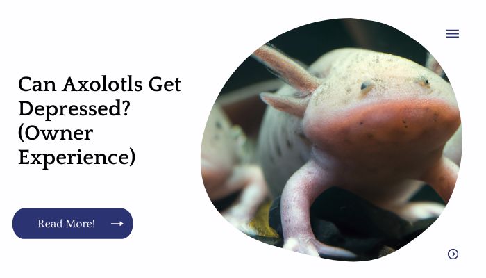 Can Axolotls Get Depressed? (Owner Experience)