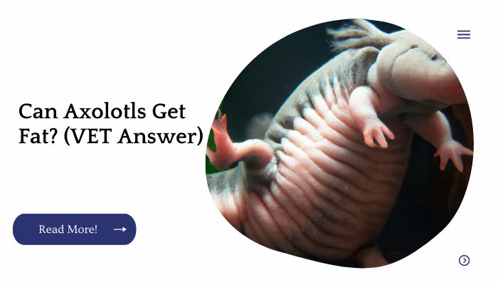 Can Axolotls Get Fat? (VET Answer)