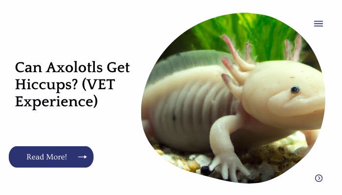 Can Axolotls Get Hiccups? (VET Experience)