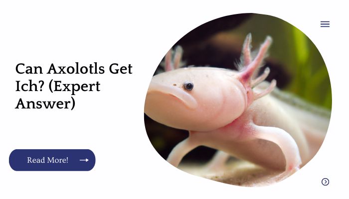 Can Axolotls Get Ich? (Expert Answer)