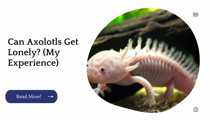 Can Axolotls Get Lonely? (My Experience)