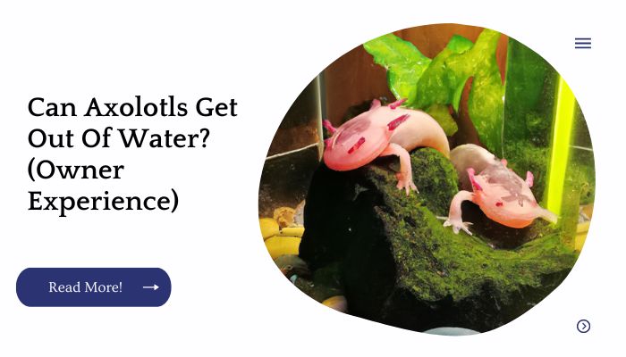 Can Axolotls Get Out Of Water? (Owner Experience)