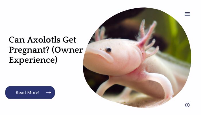 Can Axolotls Get Pregnant? (Owner Experience)