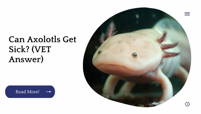 Can Axolotls Get Sick? (VET Answer)