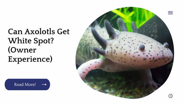 Can Axolotls Get White Spot? (Owner Experience)