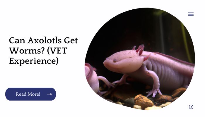 Can Axolotls Get Worms? (VET Experience)