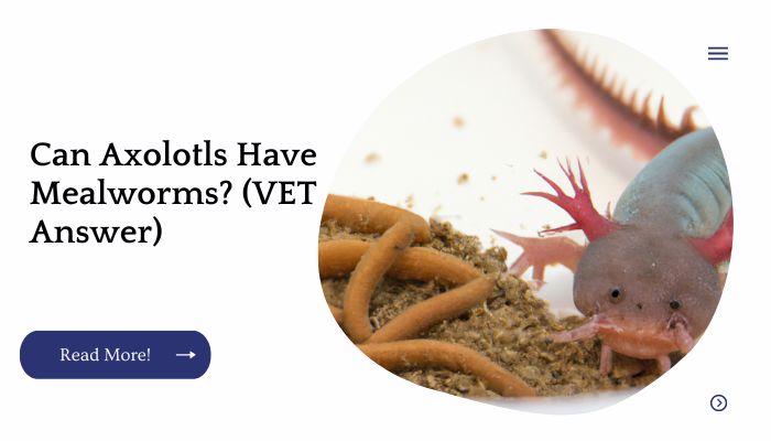 Can Axolotls Have Mealworms? (VET Answer)