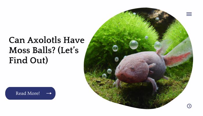 Can Axolotls Have Moss Balls? (Let’s Find Out)