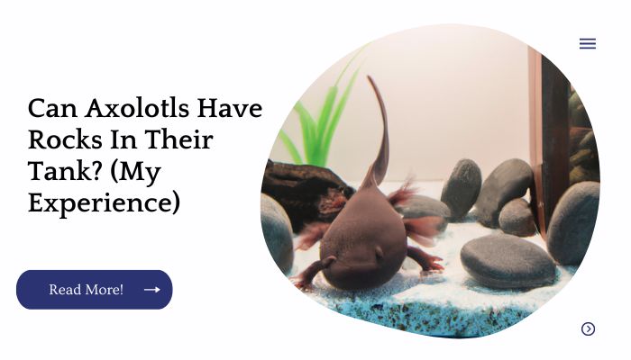 Can Axolotls Have Rocks In Their Tank? (My Experience)