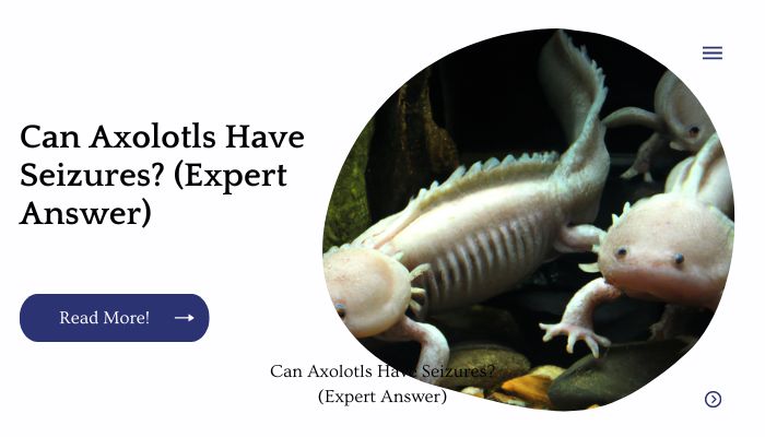 Can Axolotls Have Seizures? (Expert Answer)