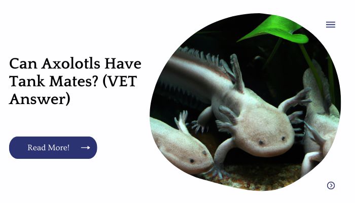 Can Axolotls Have Tank Mates? (VET Answer)