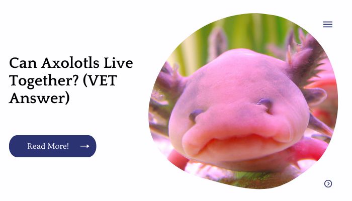 Can Axolotls Live Together? (VET Answer)