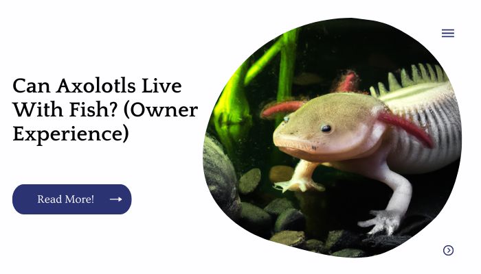 Can Axolotls Live With Fish? (Owner Experience)