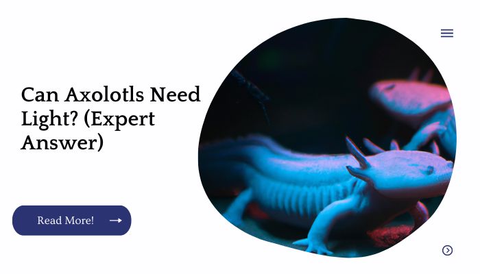 Can Axolotls Need Light? (Expert Answer)