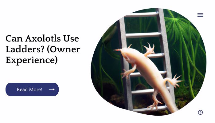 Can Axolotls Use Ladders? (Owner Experience)