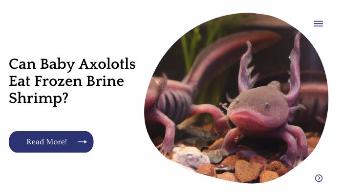 Can Axolotls Eat Shrimp A Guide To Adding Shrimp To Y 0980
