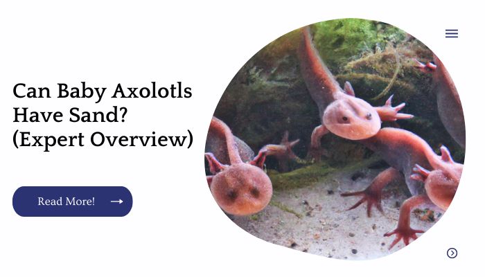 Can Baby Axolotls Have Sand? (Expert Overview)