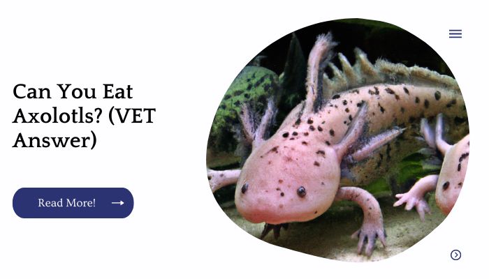 Can You Eat Axolotls? (VET Answer)