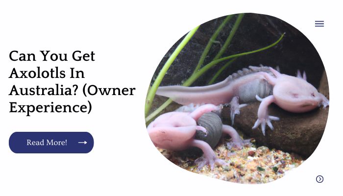 Can You Get Axolotls In Australia? (Owner Experience)