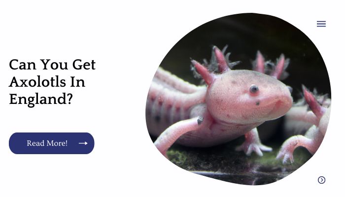 Can You Get Axolotls In England? 