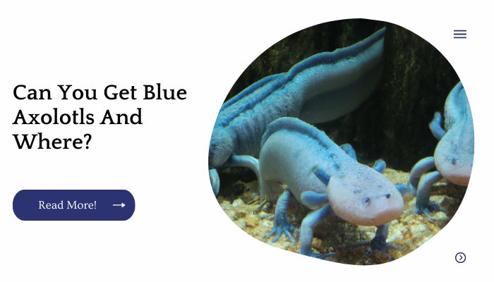 can-you-get-blue-axolotls-and-where