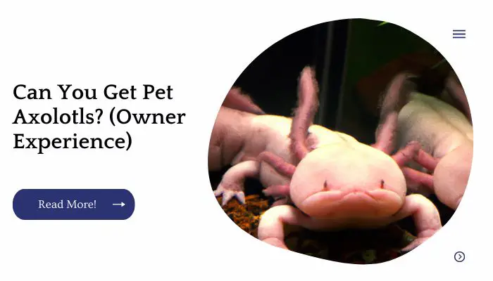 Can You Get Pet Axolotls? (Owner Experience)