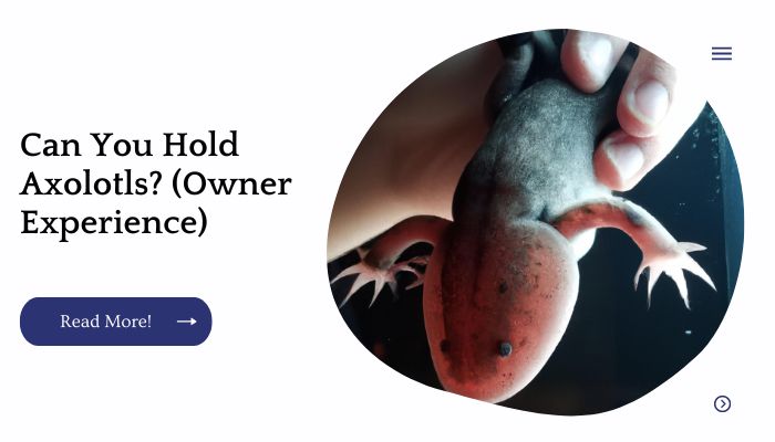 Can You Hold Axolotls? (Owner Experience)