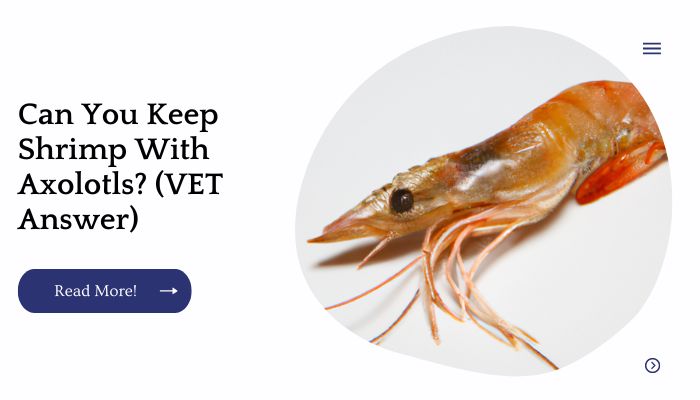 Can You Keep Shrimp With Axolotls? (VET Answer)