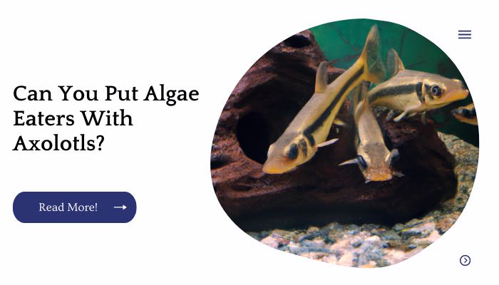 Can You Put Algae Eaters With Axolotls?