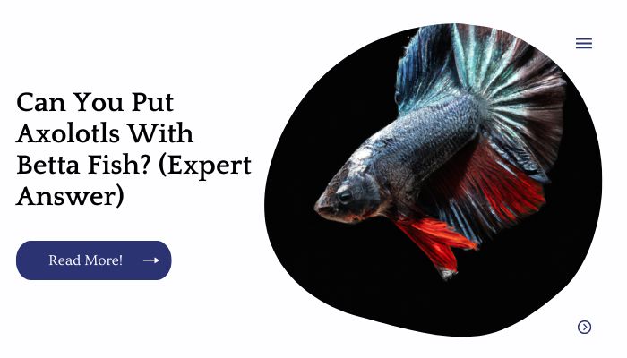 Can You Put Axolotls With Betta Fish? (Expert Answer)