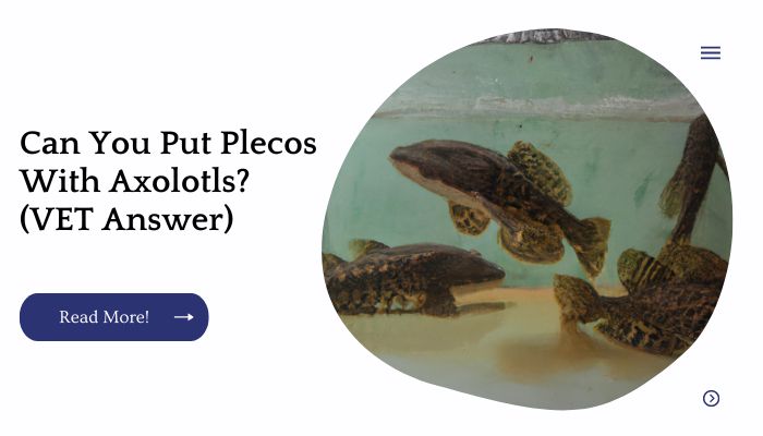 Can You Put Plecos With Axolotls? (VET Answer)