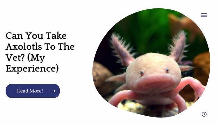 Can You Take Axolotls To The Vet? (My Experience)