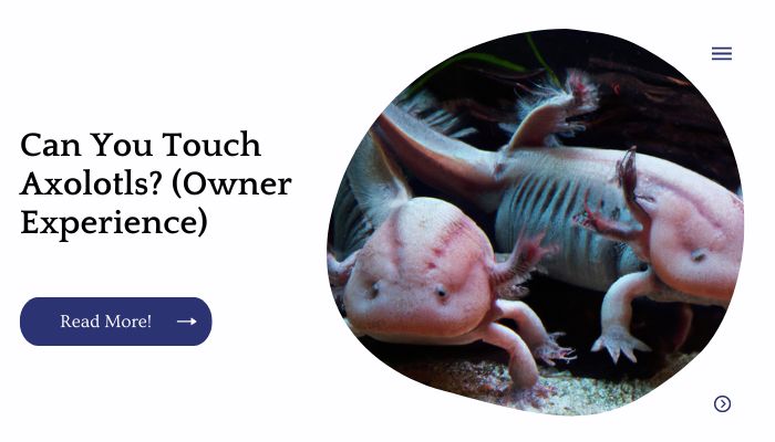 Can You Touch Axolotls? (Owner Experience)