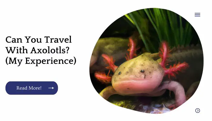 Can You Travel With Axolotls? (My Experience)