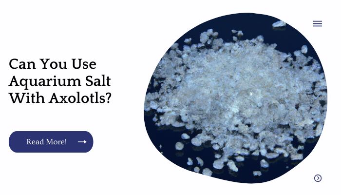 Can You Use Aquarium Salt With Axolotls? 
