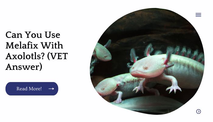 Can You Use Melafix With Axolotls? (VET Answer)