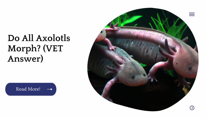 Do All Axolotls Morph? (VET Answer)