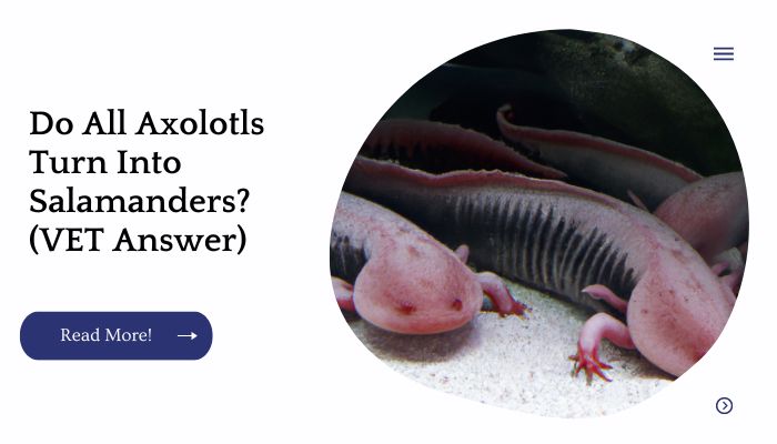 Do All Axolotls Turn Into Salamanders? (VET Answer)